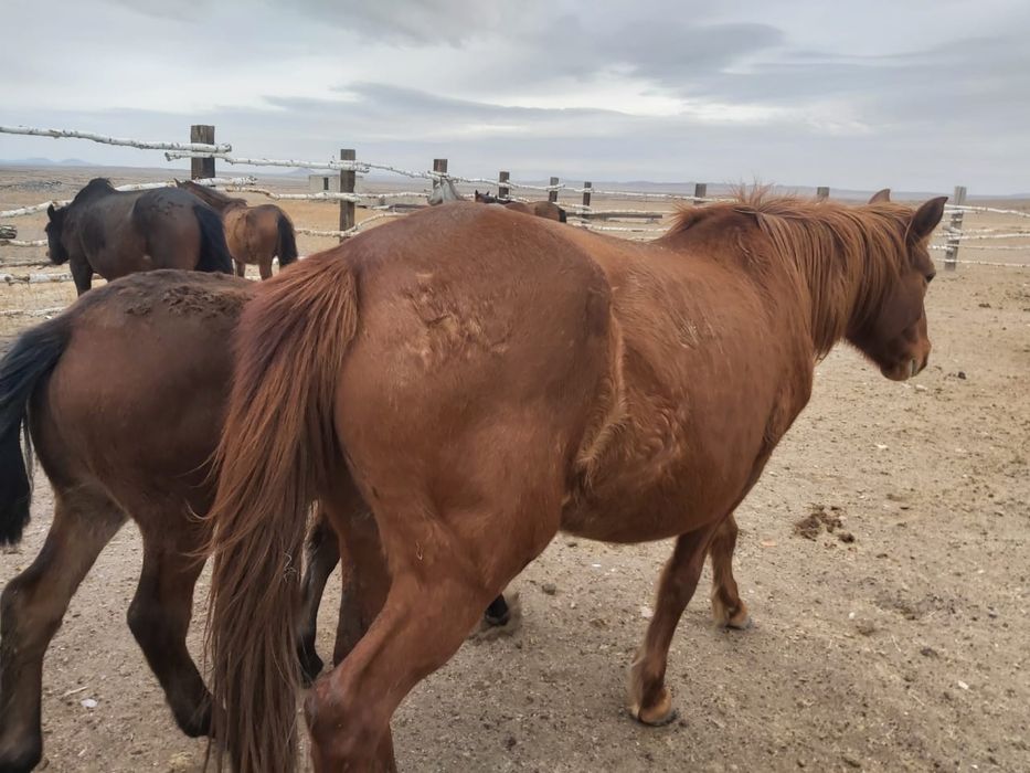 Продам лошадей оптом