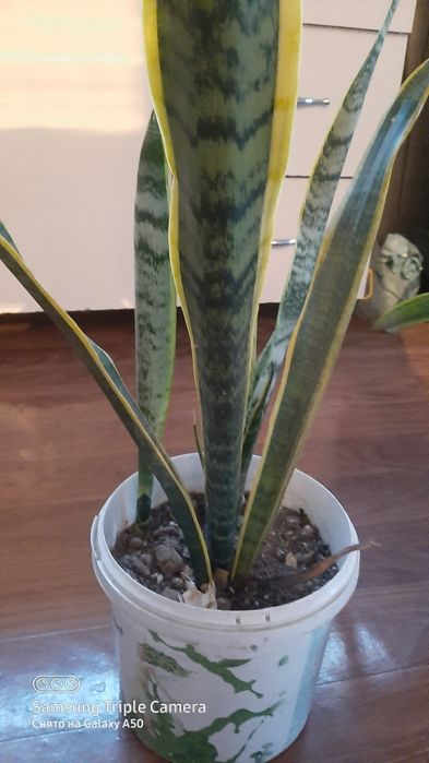 комнотные  цветы