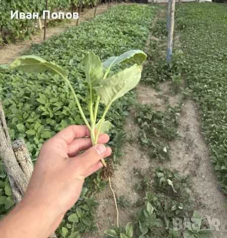 Продавам разсад зеле