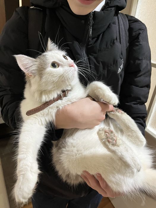 Потеряшка-котик живет в подъезде