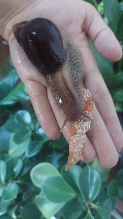 Ulitka axatin kosmetologik