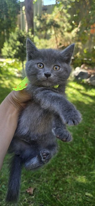 КОТЯТА редкого окраса!