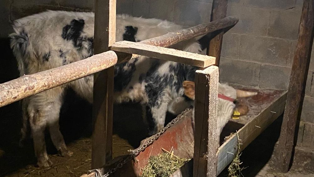 Бука 1,5жасар...