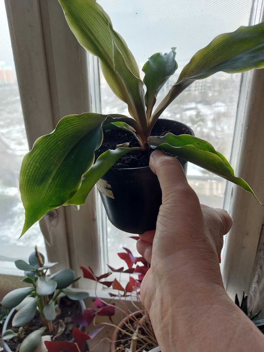 сансивьера Муншайн