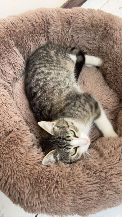 Котенок 3-4 месяца девочка