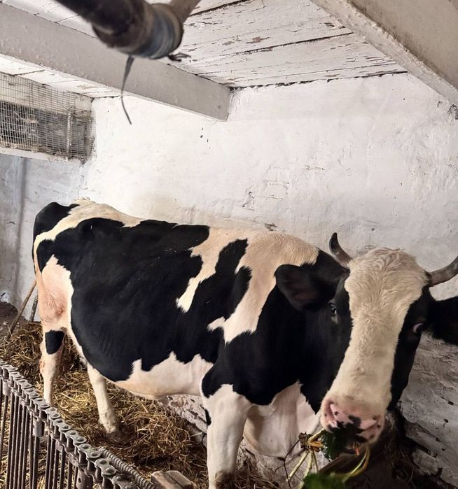 бұзауымен сүтті сиыр