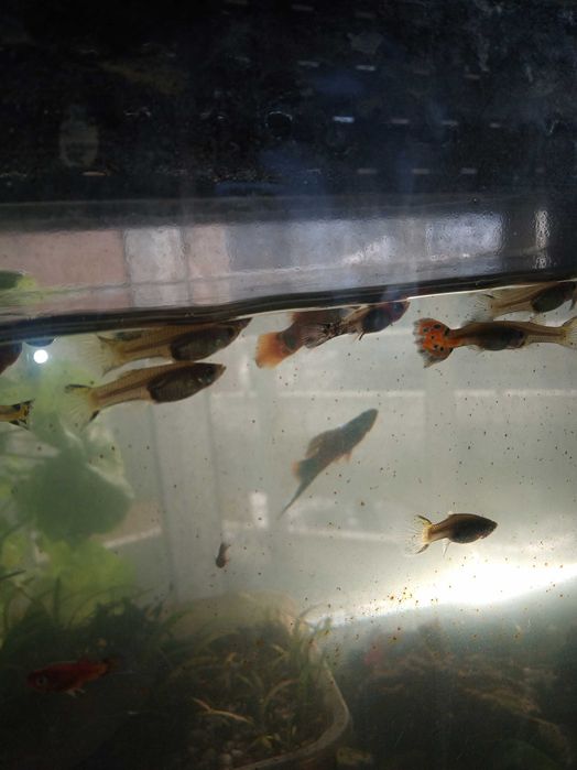 декоративни рибки гупа