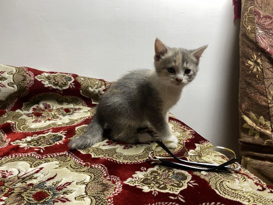 Котята бесплатно, домашние