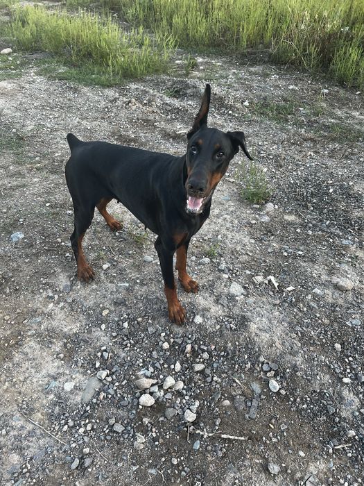 Отдам В добрые руки!