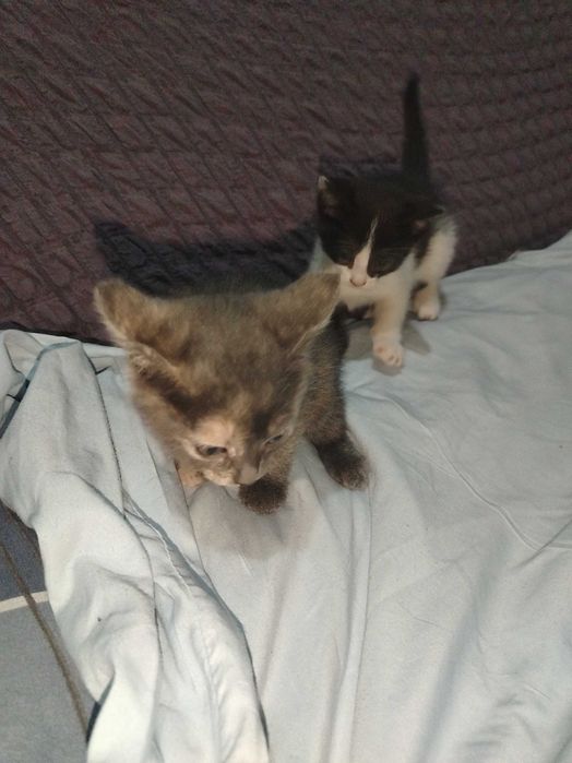 Mushuk bolasi 3ta. Tekinga