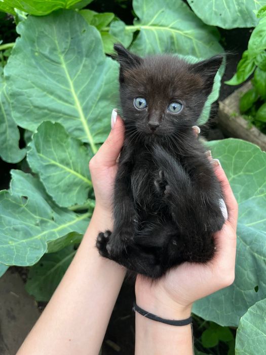 Отдам котят в добрые руки