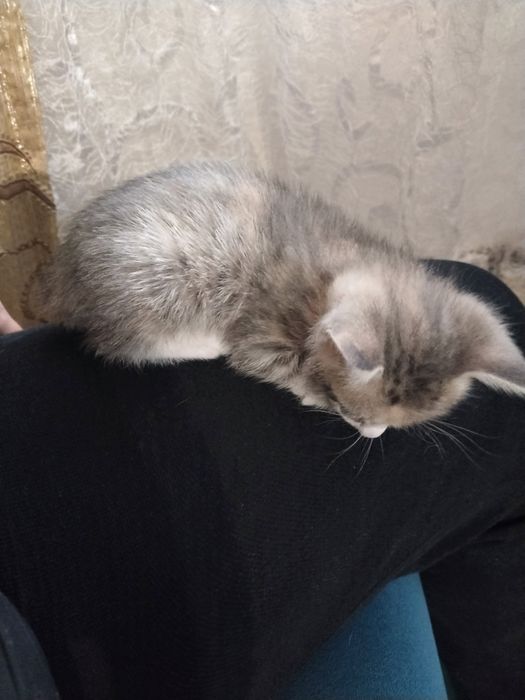 Отдам даром котят