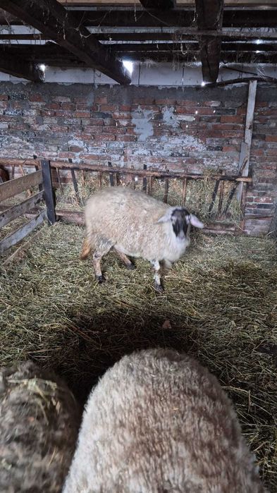 Vand 2 oi un berbecut de anul trecut si o capra stearpa