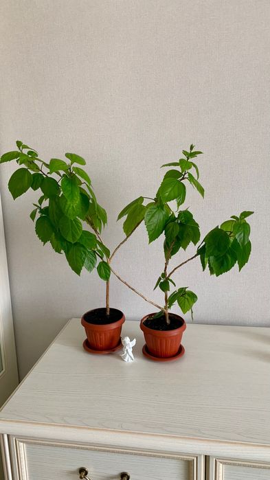 Комнатные цветы, растения