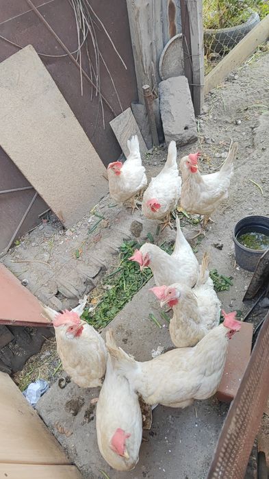 Продам хороших кур-несушек