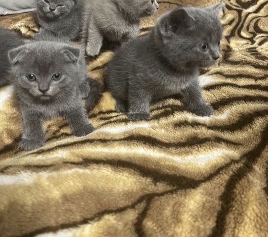 Шотландские котята