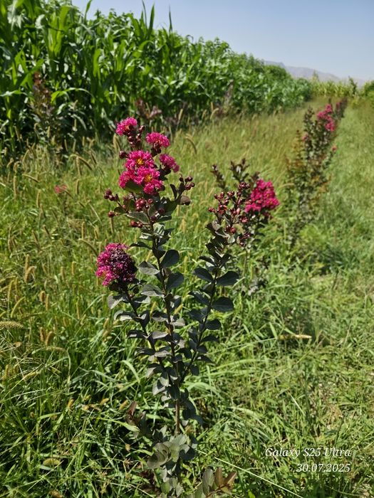 Индийский сирень 3хил сорти сотувда