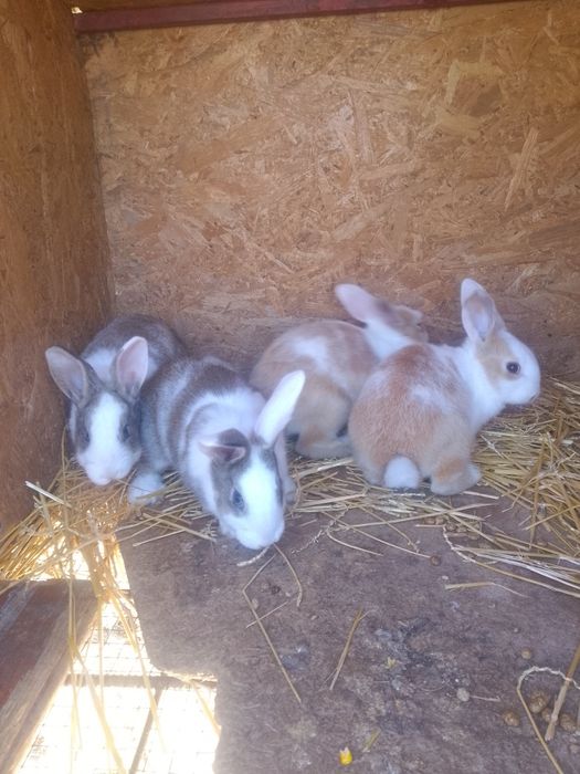 Iepuri hycole francez femelă și puii