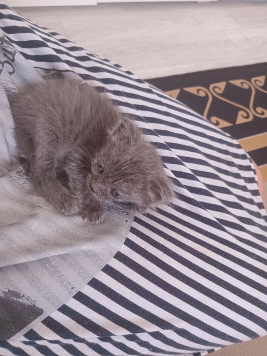 Котенок британец  1мес девочка