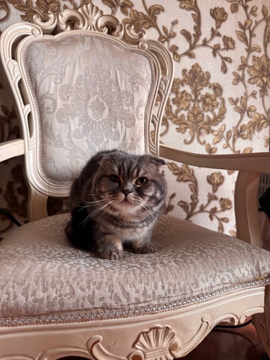 Zottor Mushuk породистая кошка Skotsh Fold