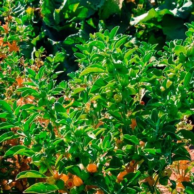 АШВАГАНДА  (индийский женьшень) саженцы