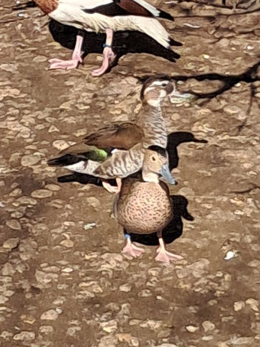 Rate Micul Atlantic Rațe Exotice de baltă și baltă