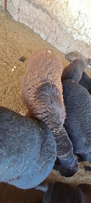 Qurbonlik uchun sogʻlom qoʻchqorlar narxi kelishimiz toza boqilgan