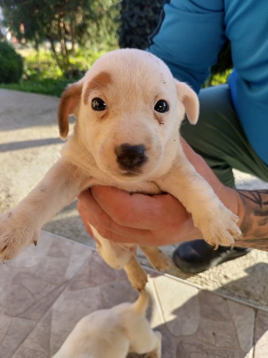 Джак ръсел бебета