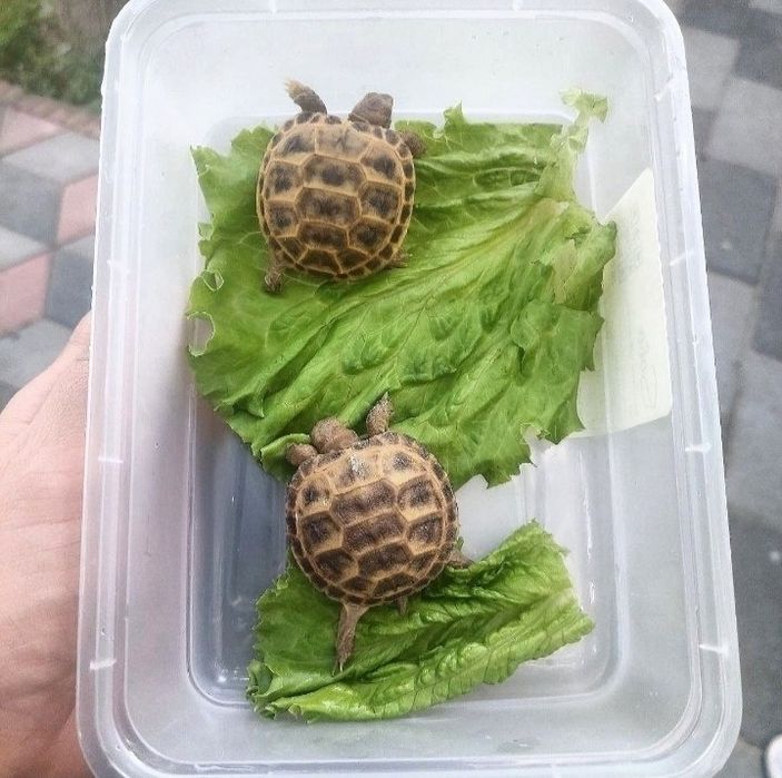 Toshbaqa sotiladi!(Продается черепашка!)