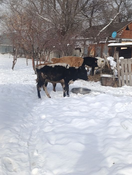 Продам бычки.подсос