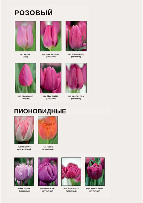 Тюльпаны оптом. Тюльпаны. Теплица