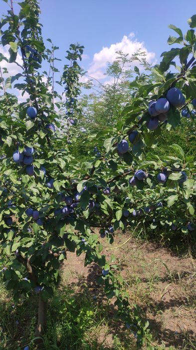 Prune de vanzare