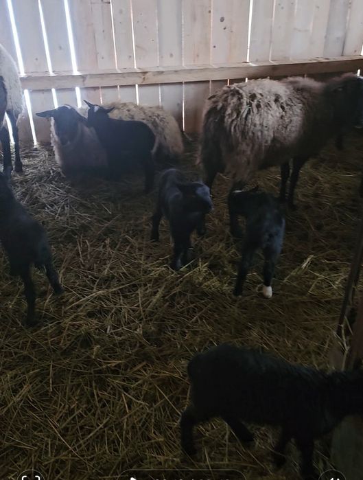 Vand oi romanov gestante și cu miei