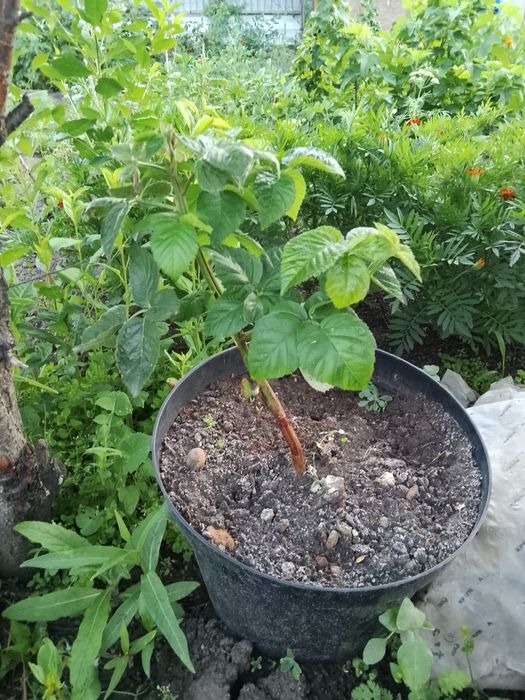 Продам саженец ежевики