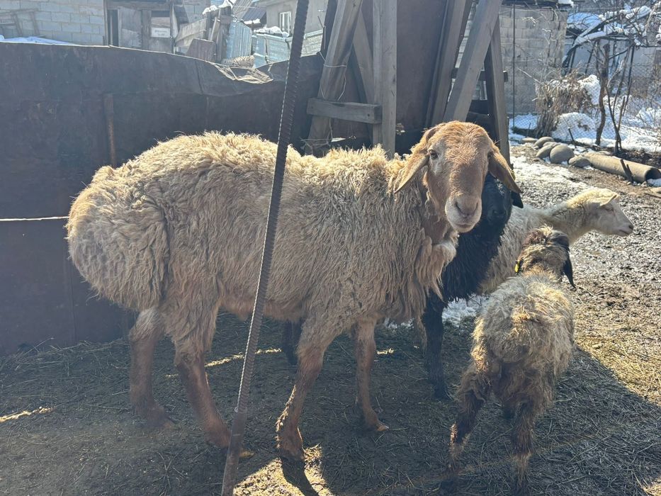 Қошқар 2,5 года.