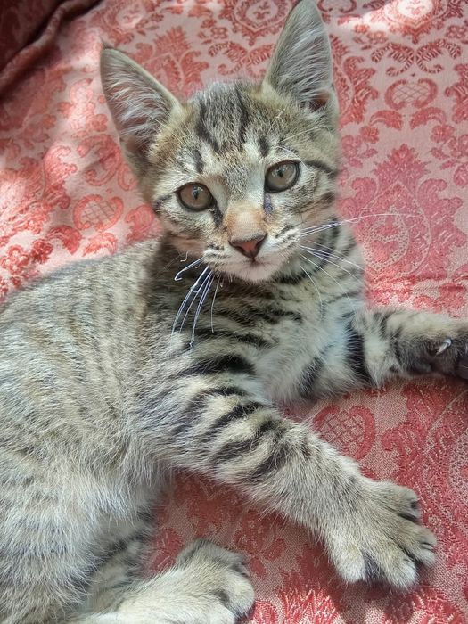 Котенок - мальчик.
