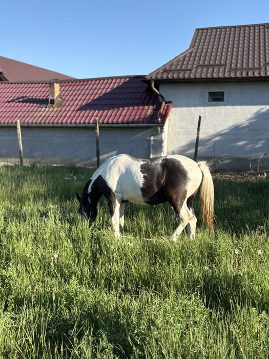 ARMASAR 11 luni Gypsy Vanner