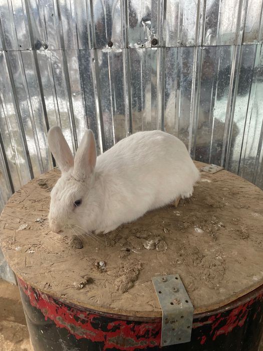 Vând iepure hermelin