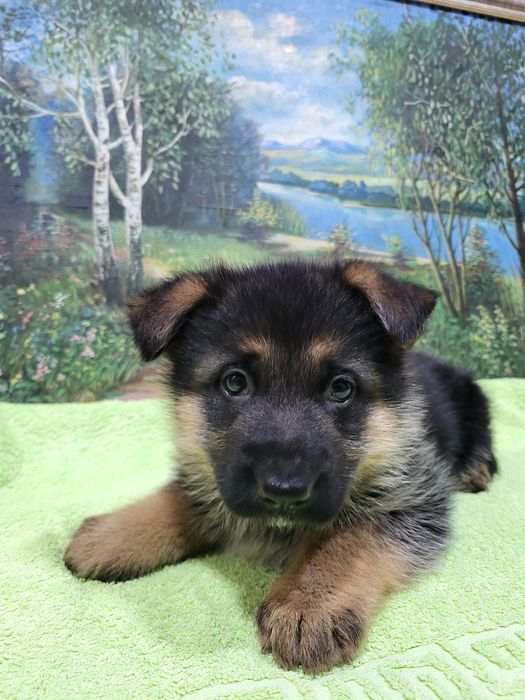 Щенки немецкой овчарки