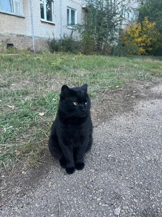 Срочно ищем дом котику