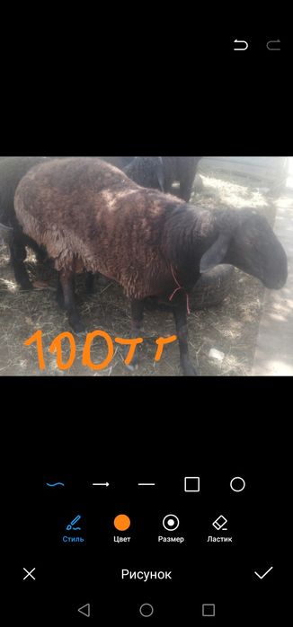 Кошкар мен токты жане теке сатамын