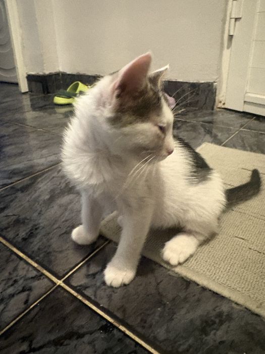 Подарявам 2 женски котенца!