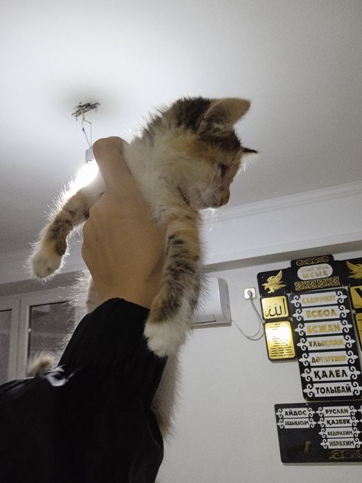 Котенок котенок.