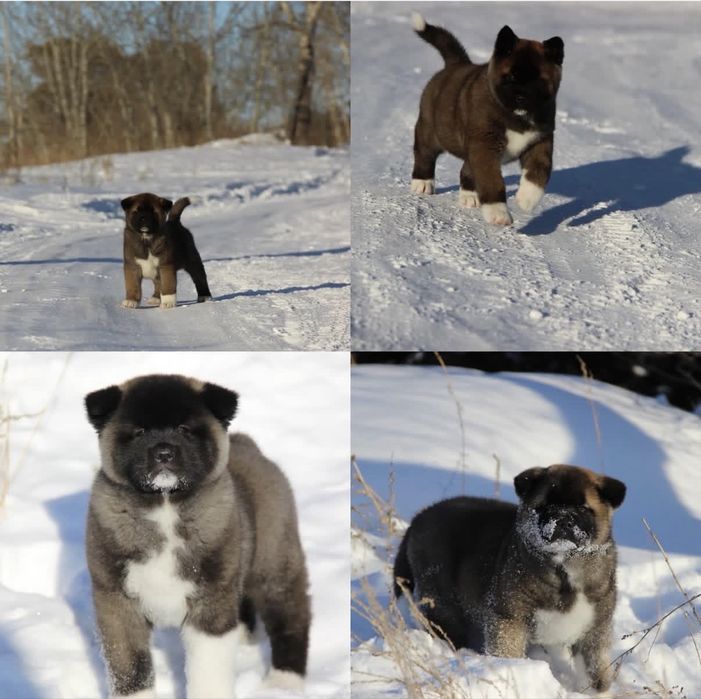 Щенки Американская Акита