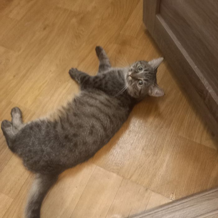 Отдам кошку девочку