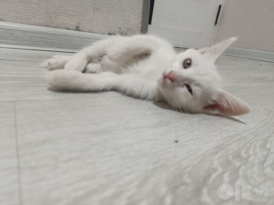 СРОЧНО Пристраивается котёнок