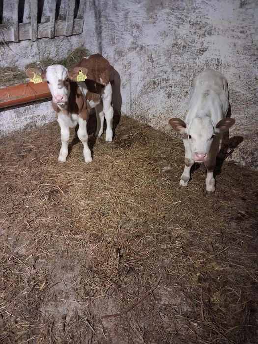 Vând taurasi și vitea