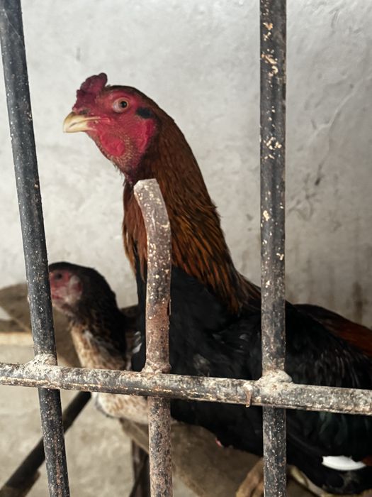 Арзон Товуқлар хар хил турдаги