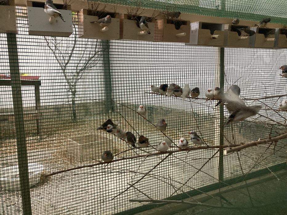 Папугайлар сотилади