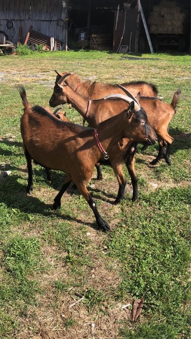Vand capre alpine franceze Valea Silistii • OLX.ro